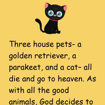 Animals, God And Cat