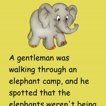 The Elephant Rope