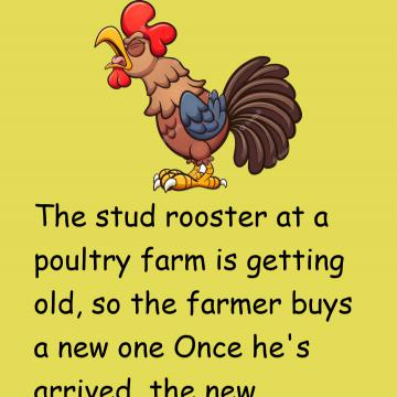 The Stud Rooster At A Poultry Farm Is Getting Old